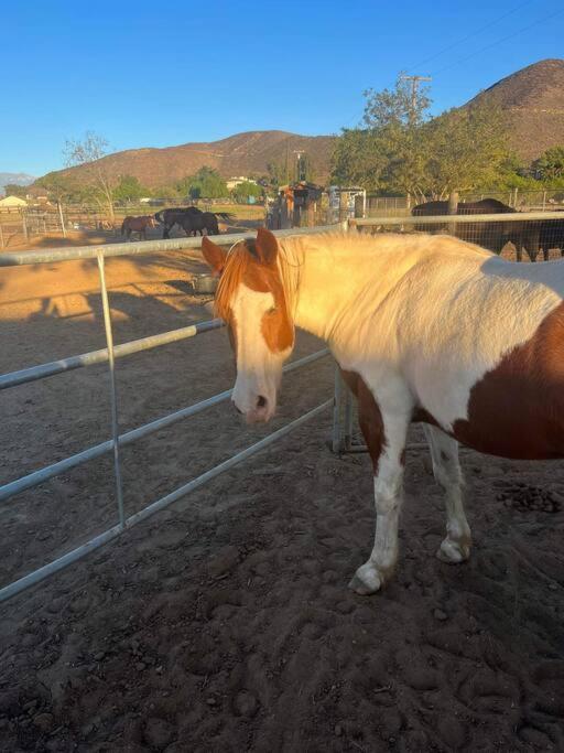 Peaceful & Cozy 3 Bedroom Ranch-Home W/Fireplace Hemet Eksteriør billede