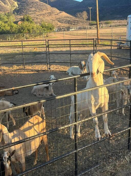 Peaceful & Cozy 3 Bedroom Ranch-Home W/Fireplace Hemet Eksteriør billede
